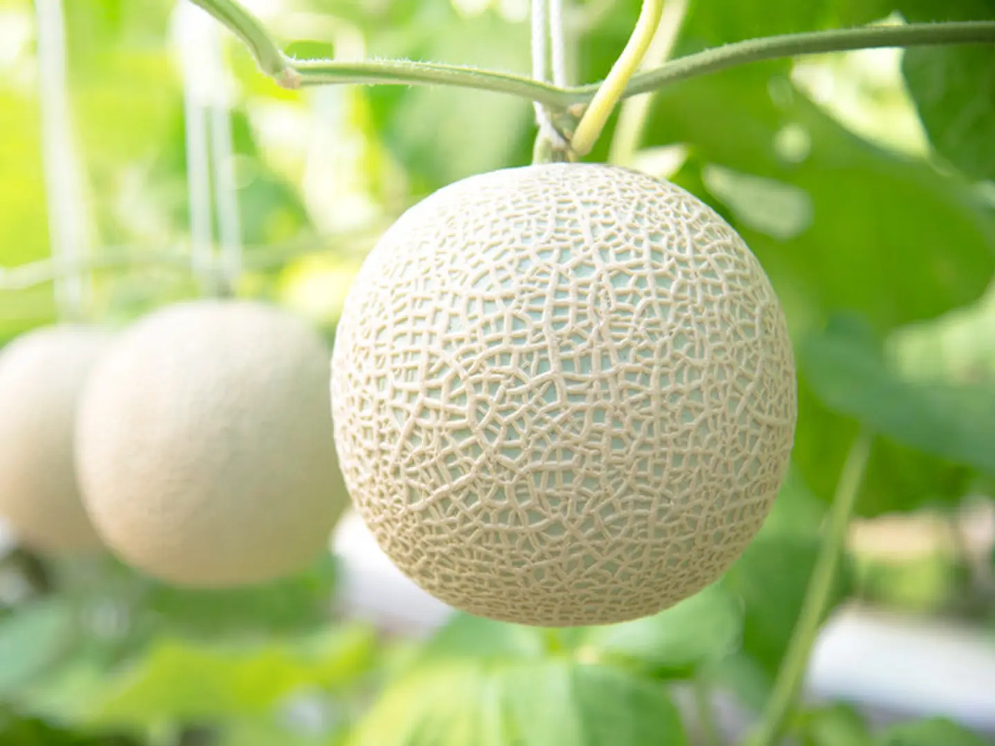 一果相伝マスクメロン2玉 3.2kg | 一果相伝