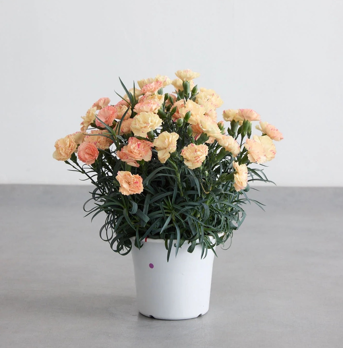 【母の日】カーネーション | AND PLANTS