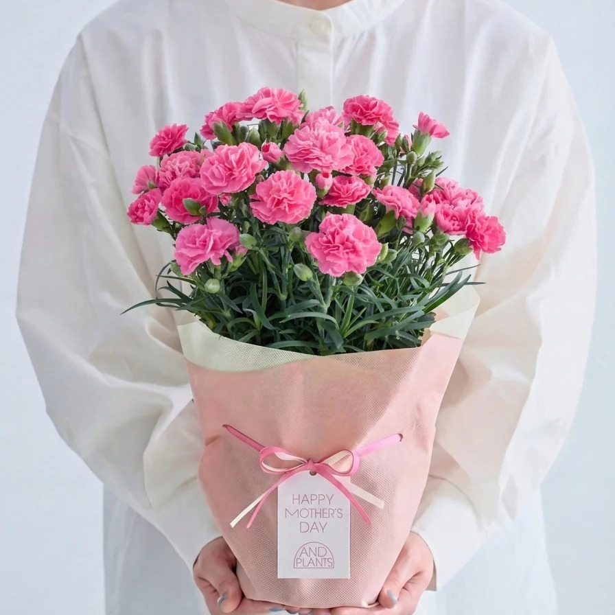 【母の日】カーネーション | AND PLANTS