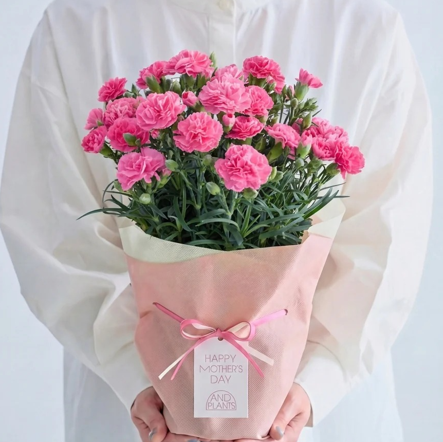 【母の日】カーネーション | AND PLANTS