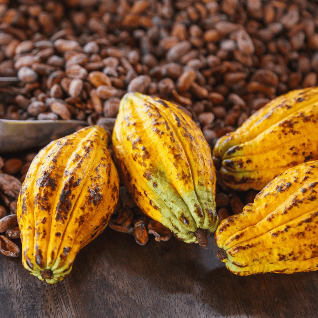 夜に食べるチョコレート／生チョコレート プレーン | Night Cacao by KOKODii