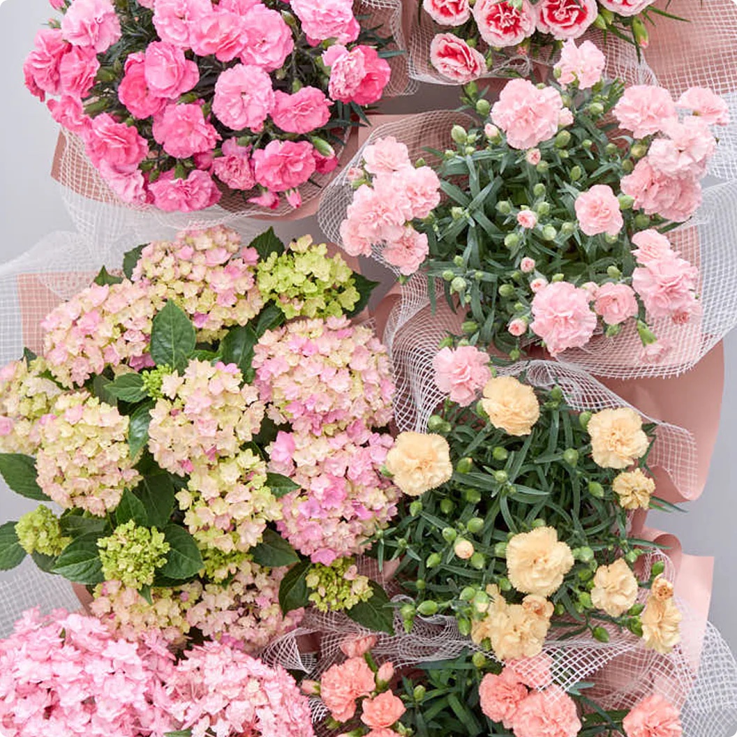 【母の日】カーネーション | AND PLANTS