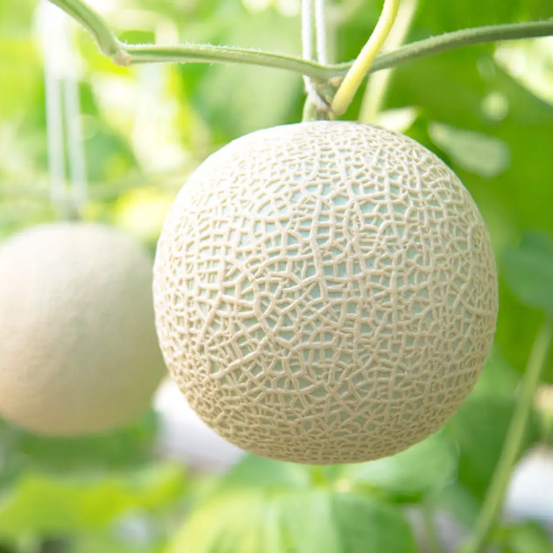一果相伝マスクメロン1.4kg | 一果相伝