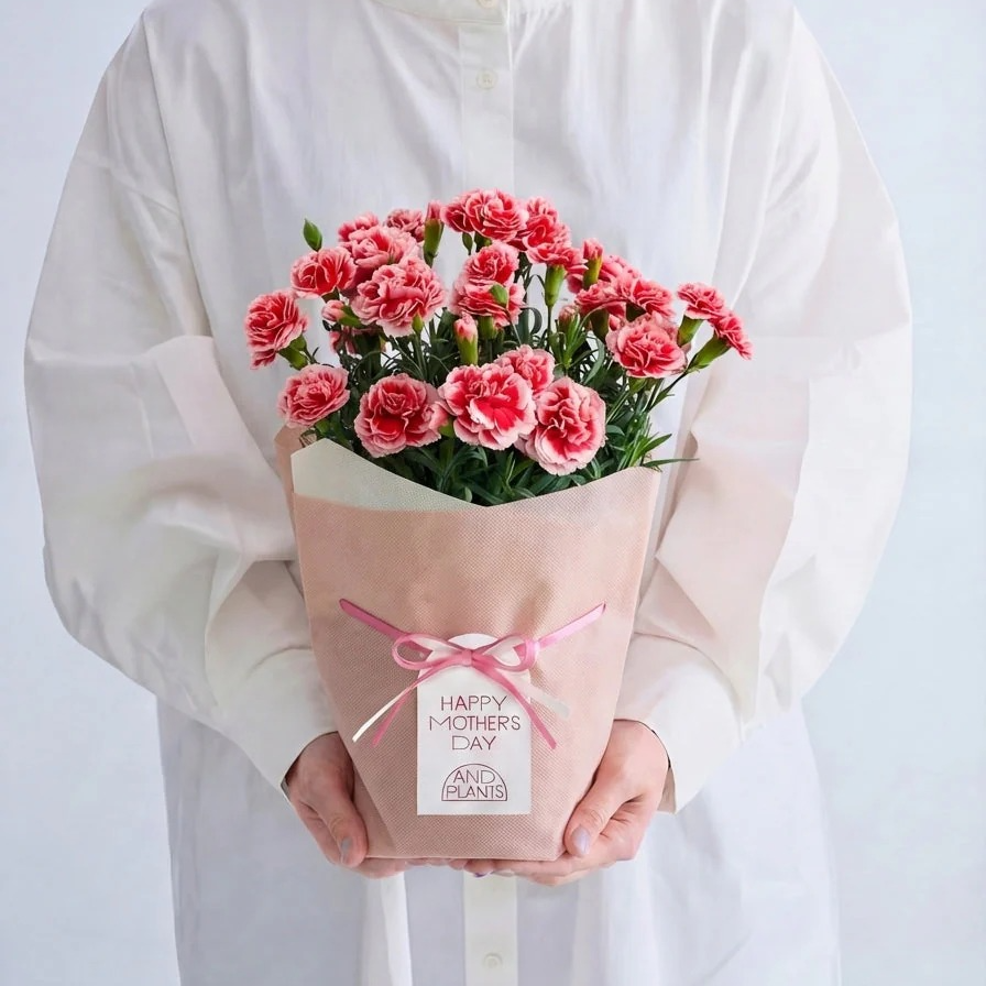 【母の日】カーネーション | AND PLANTS