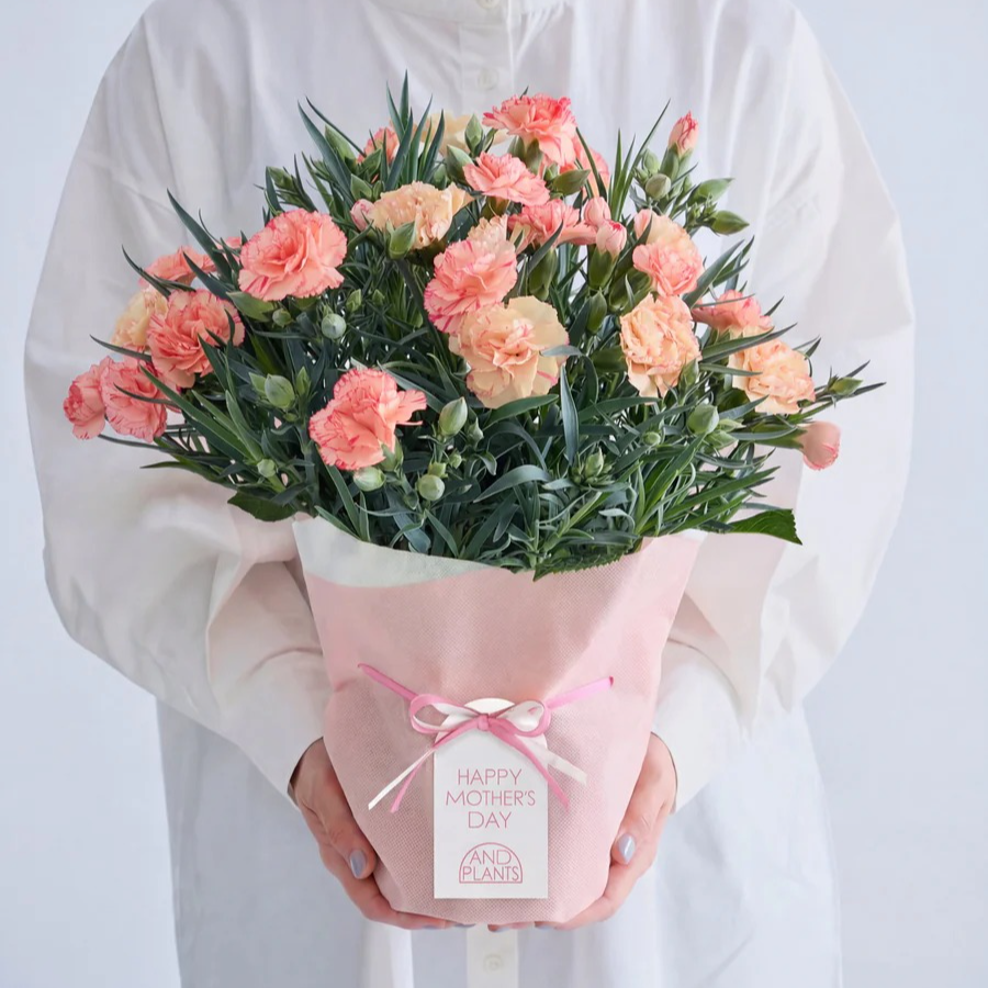【母の日】カーネーション | AND PLANTS