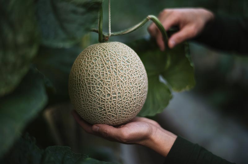 「特選」雅&妃マスクメロン2玉 3kg | 一果相伝