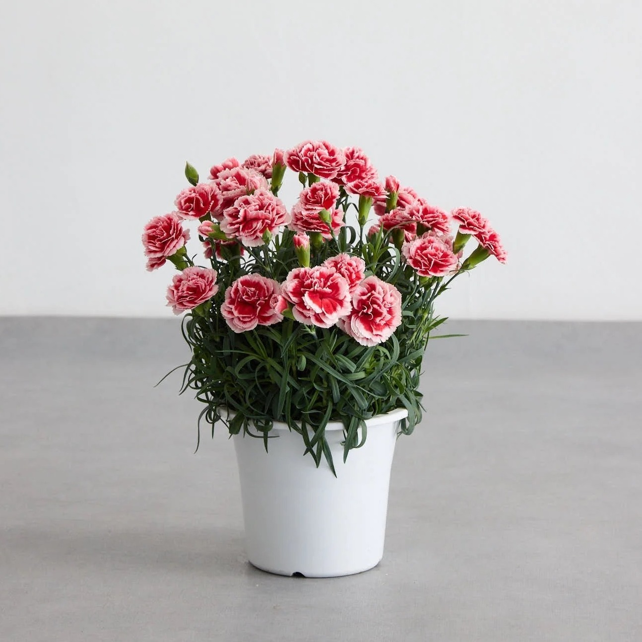 【母の日】カーネーション | AND PLANTS