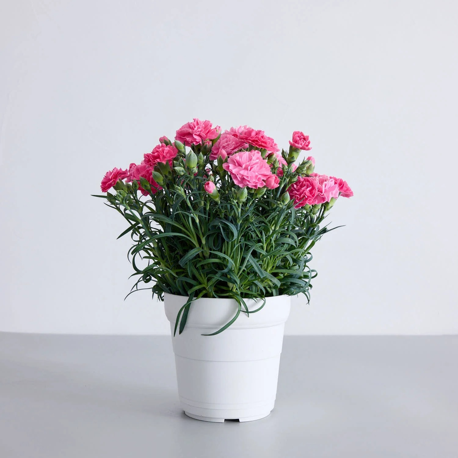 【母の日】カーネーション | AND PLANTS