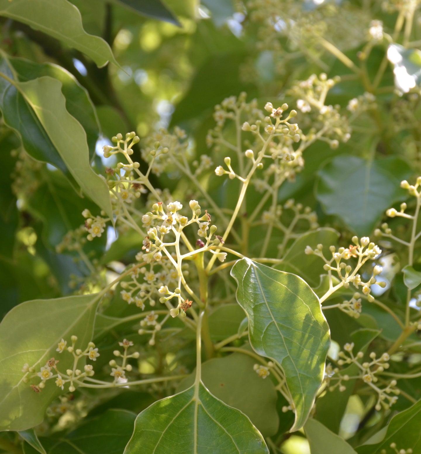 肌に優しいファブリックミスト 2本セット | Komons