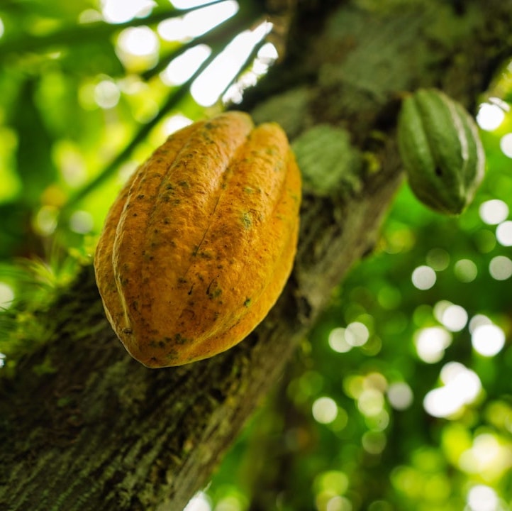 夜に食べるチョコレート／生チョコレート アソート | Night Cacao by KOKODii